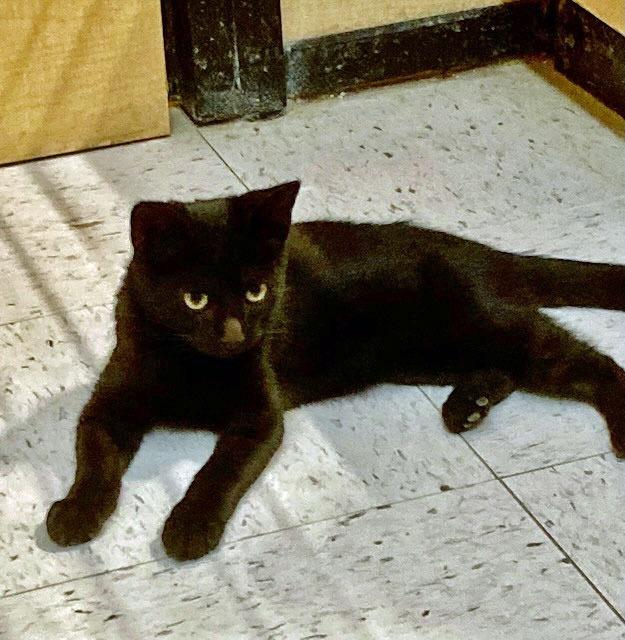 Enlarge Conjuror26, a Adoptable mixed breed in Youngsville, NC image 2/3
