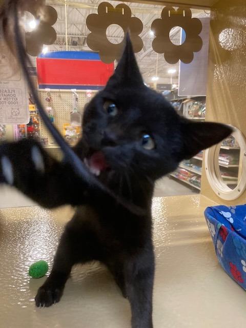 Enlarge Conjuror26, a Adoptable mixed breed in Youngsville, NC image 3/3