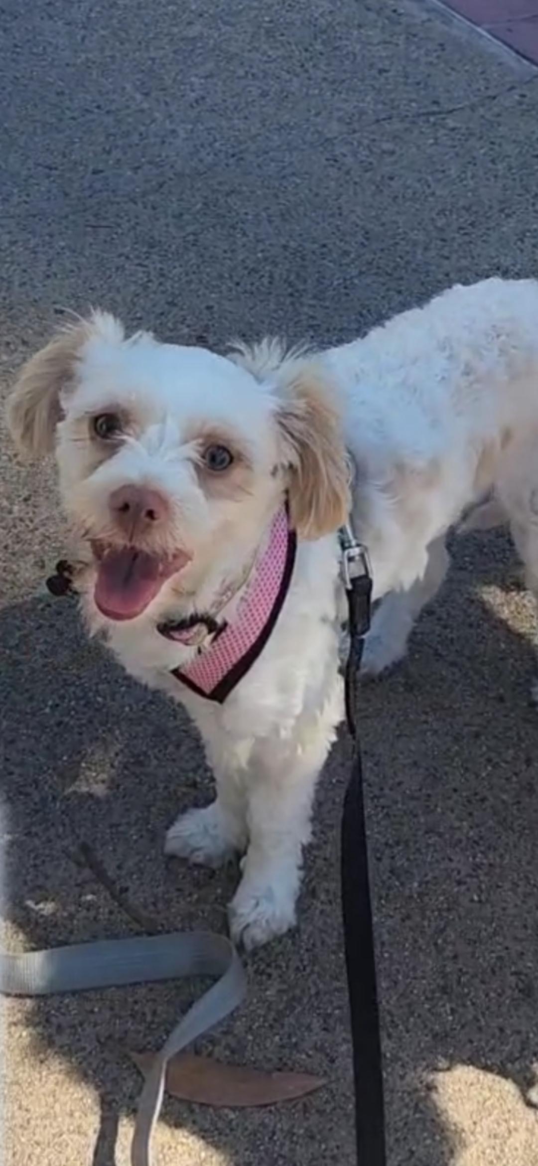 Precious Paisley, a Adoptable Bichon Frise in Carlsbad, CA image 3/3