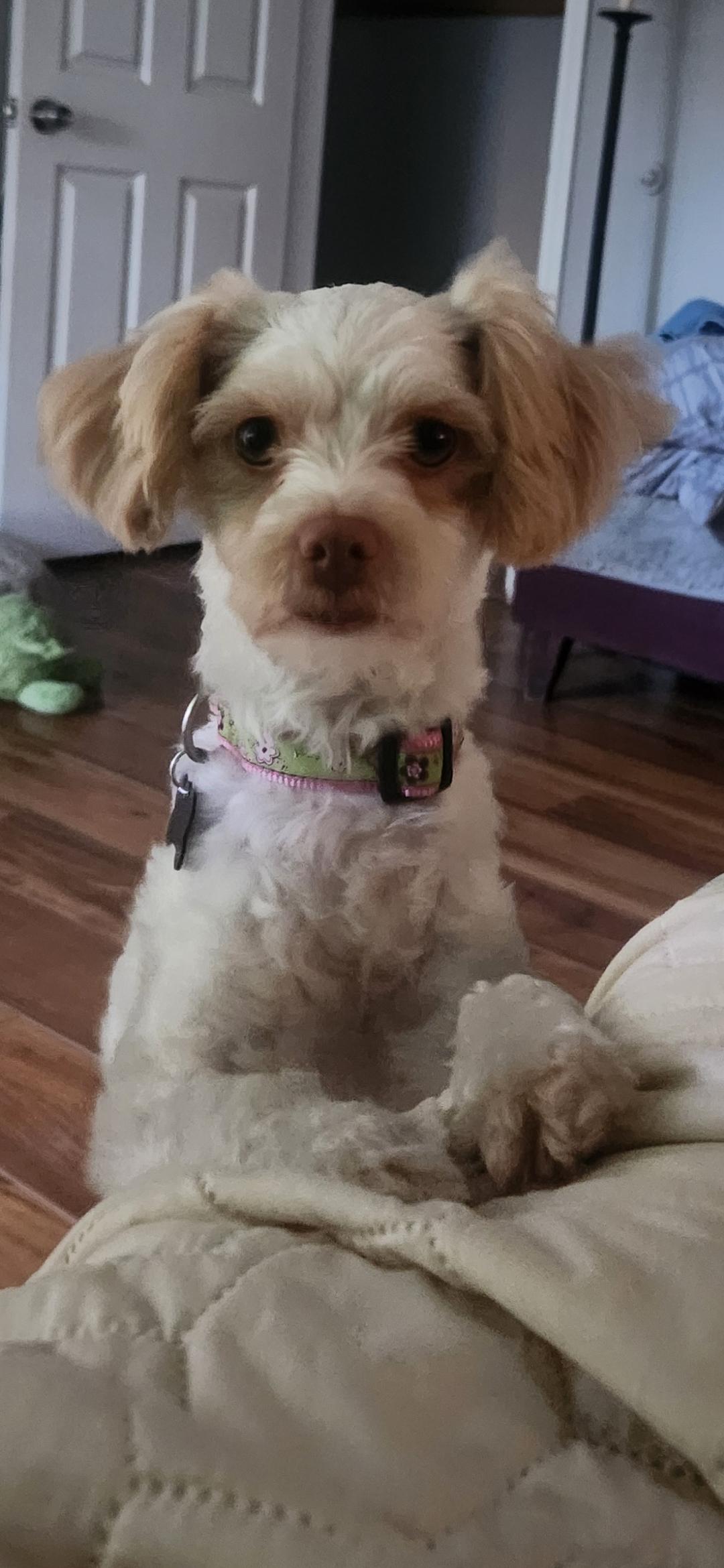 Precious Paisley, a Adoptable Bichon Frise in Carlsbad, CA image 2/3