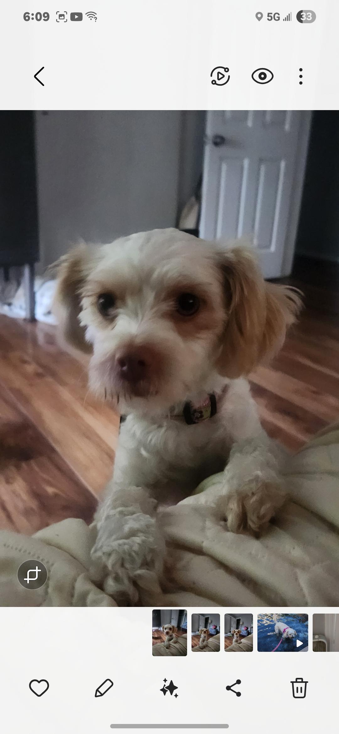 Precious Paisley, Adoptable, Young Female Bichon Frise.