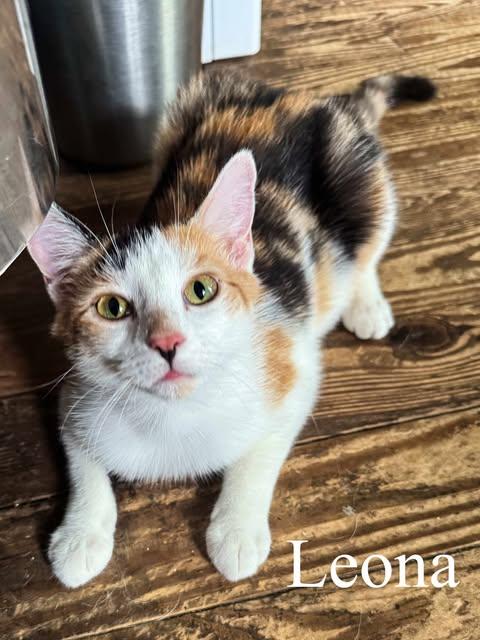 Enlarge Leona, a Adoptable American Shorthair in Oxford, PA image 1/1