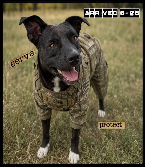 Enlarge Zane, a Adoptable mixed breed in Carthage, MO image 2/4