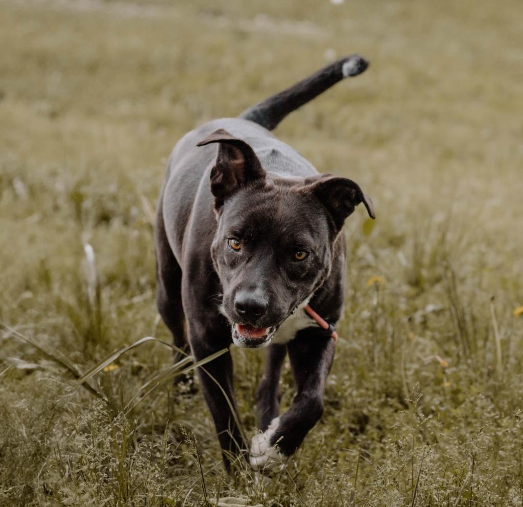 Zane, a Adoptable mixed breed in Carthage, MO image 2/3