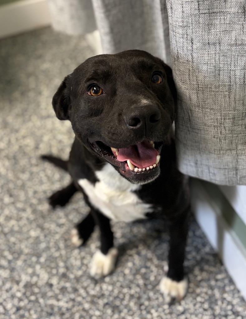 Enlarge Zane, a Adoptable mixed breed in Carthage, MO image 2/2