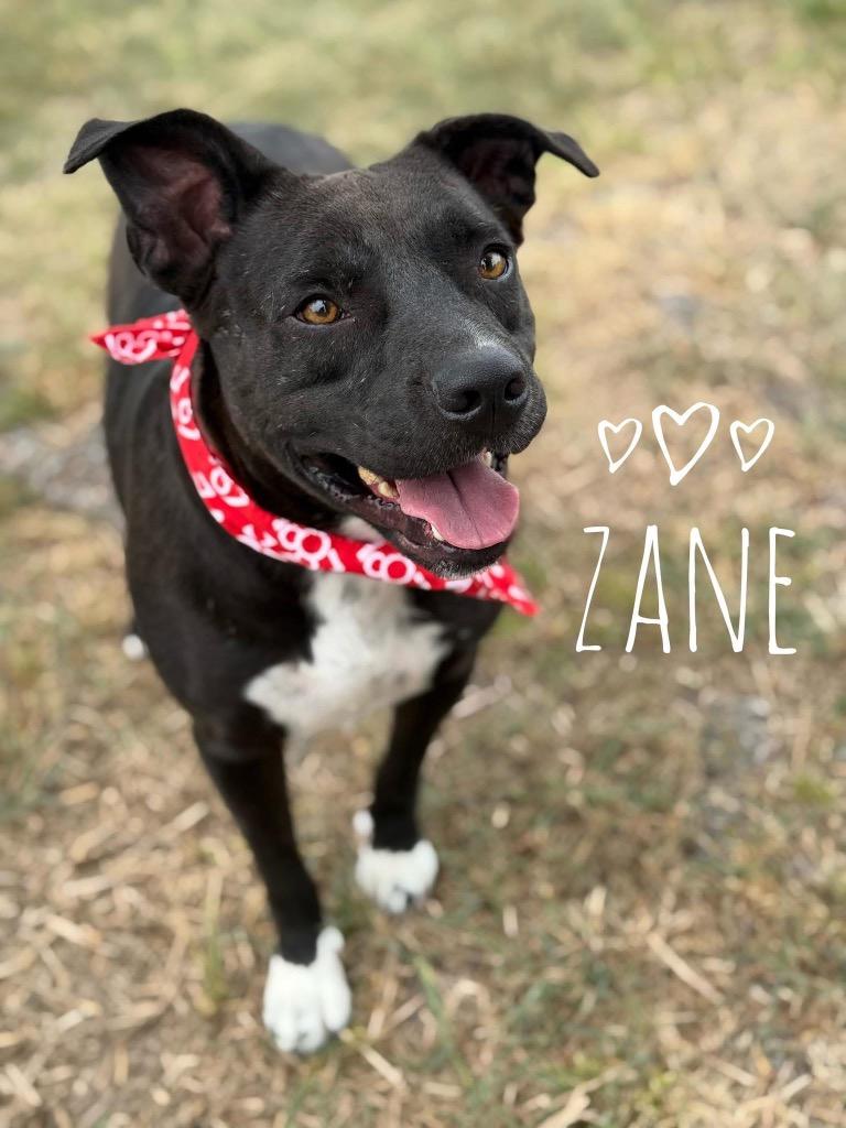 Zane, a Adoptable mixed breed in Carthage, MO image 3/3