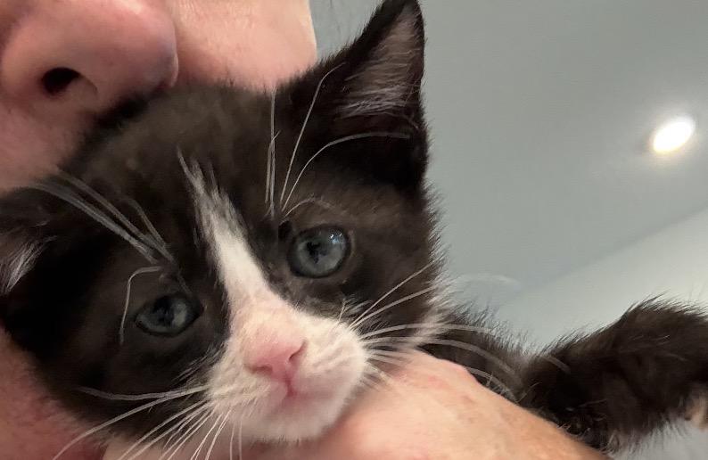 Brook, a ADOPTABLE Domestic Short Hair in Ponte vedra, FL image 3/3