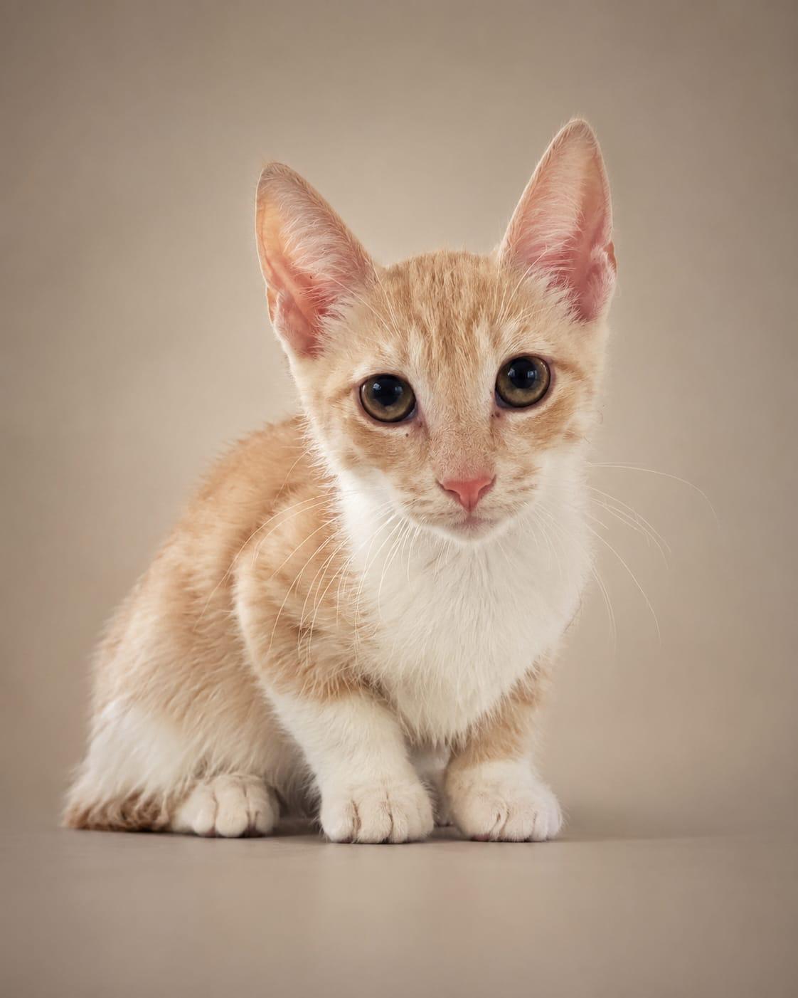 Kitsune, ADOPTABLE, Kitten Male American Shorthair.