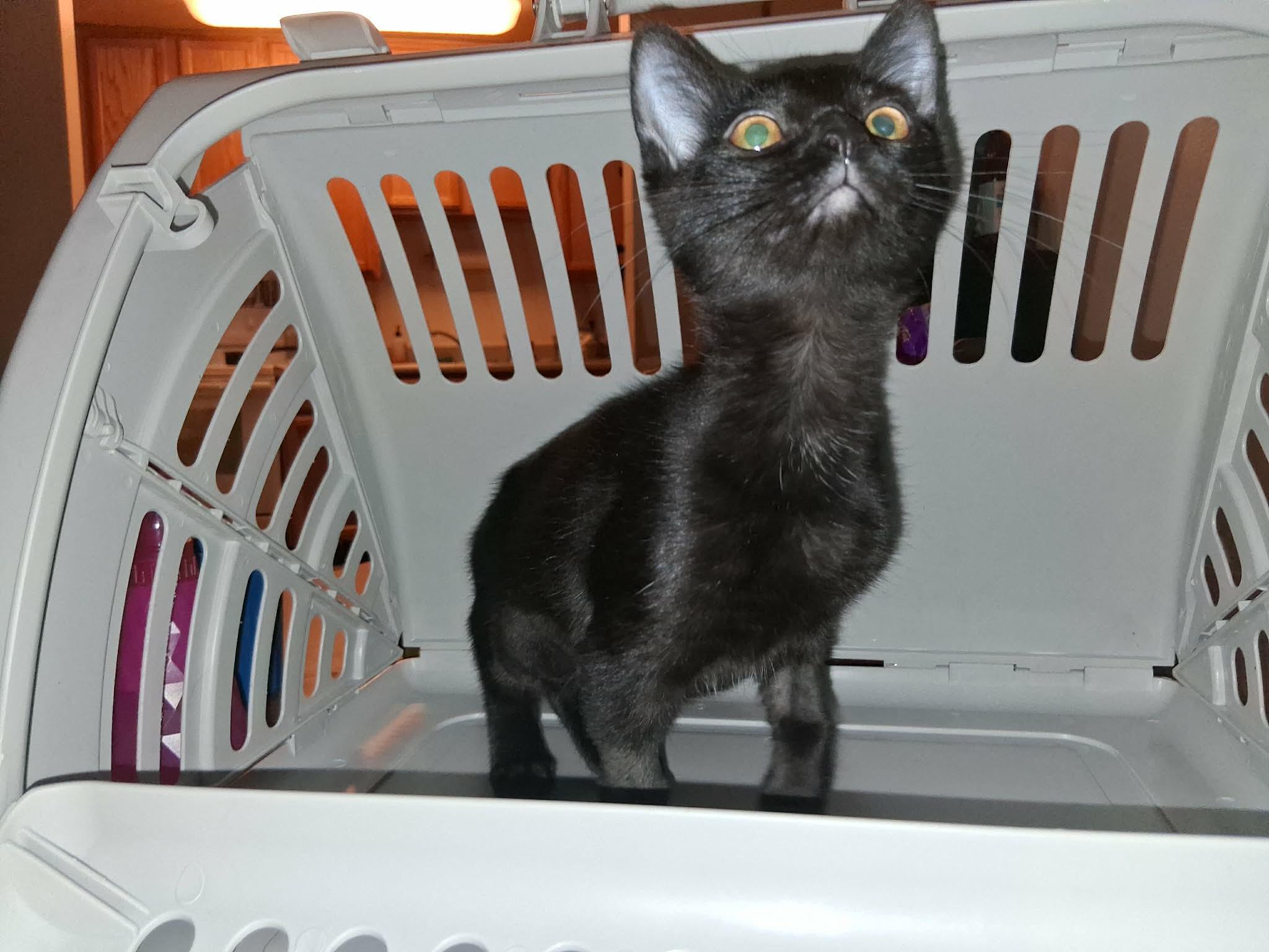 Enlarge Quincy, a Adoptable Domestic Short Hair in Denver, CO image 4/5