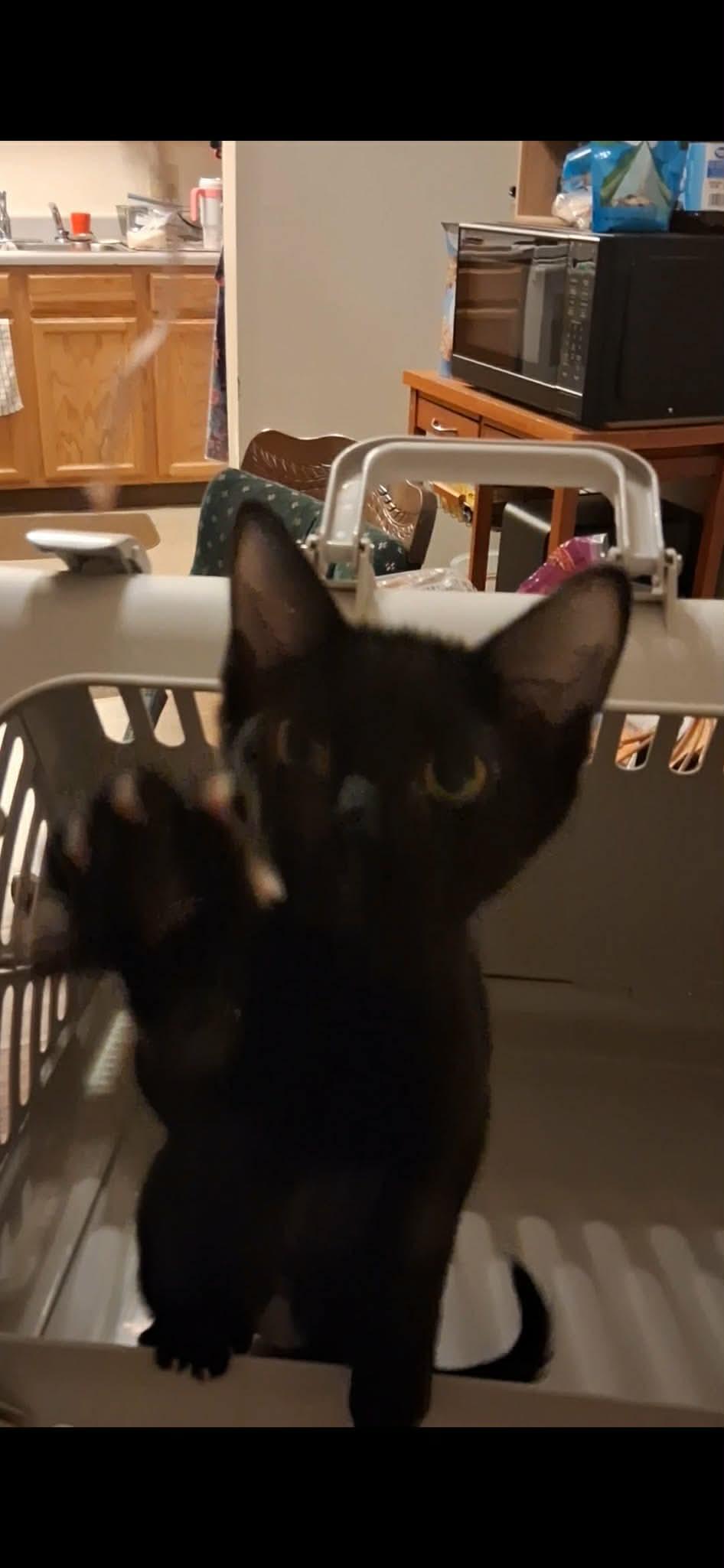 Enlarge Quincy, a Adoptable Domestic Short Hair in Denver, CO image 2/5