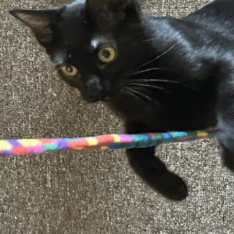 Enlarge Quincy, a Adoptable Domestic Short Hair in Denver, CO image 4/6