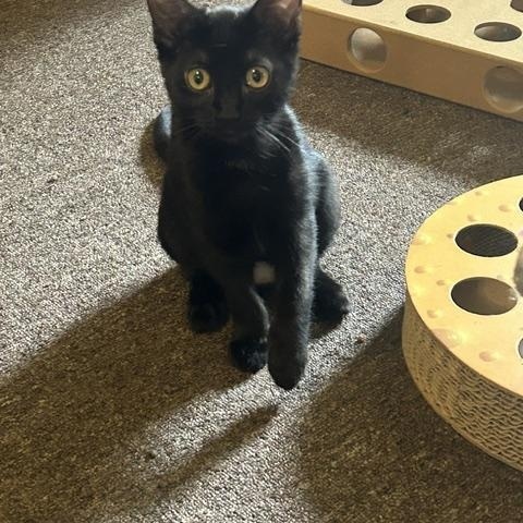 Enlarge Quincy, a Adoptable Domestic Short Hair in Denver, CO image 1/6