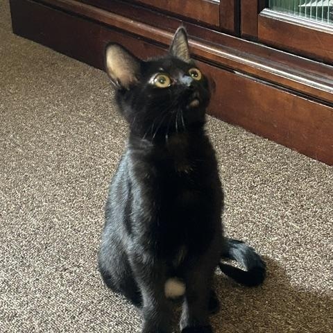 Enlarge Quincy, a Adoptable Domestic Short Hair in Denver, CO image 2/6