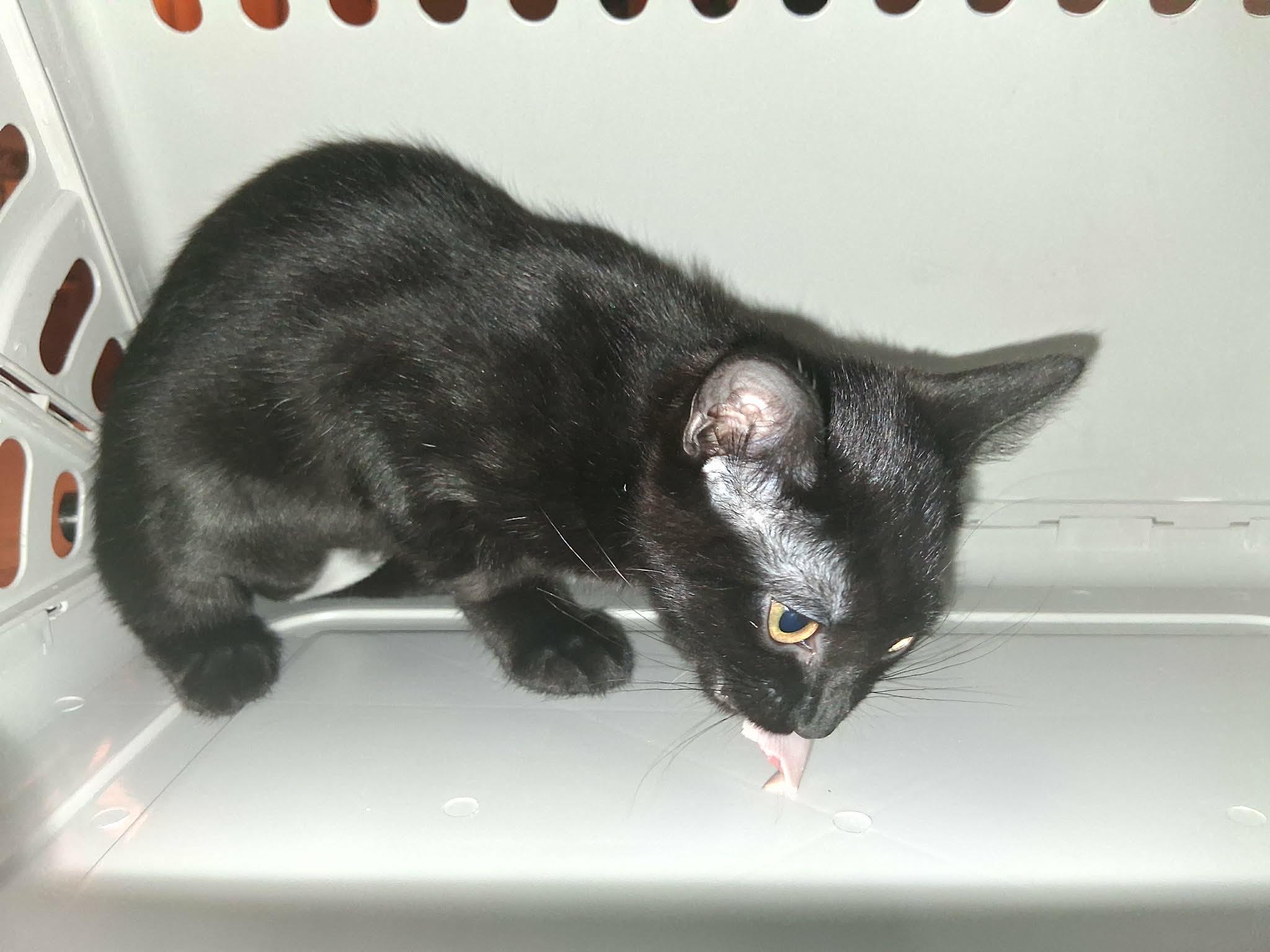 Enlarge Quincy, a Adoptable Domestic Short Hair in Denver, CO image 3/5