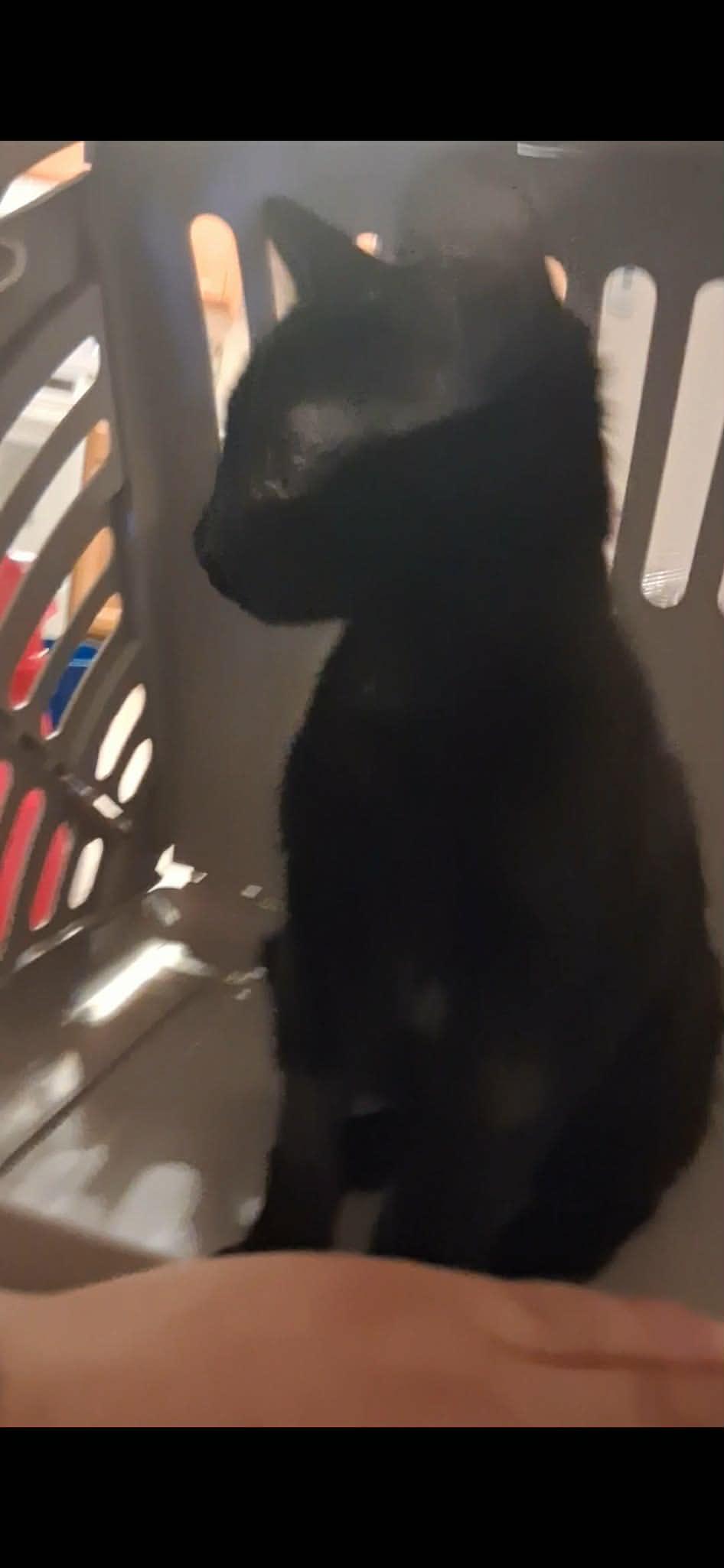 Enlarge Quincy, a Adoptable Domestic Short Hair in Denver, CO image 5/5