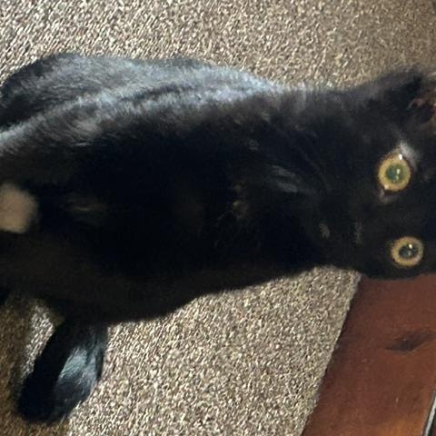 Enlarge Quincy, a Adoptable Domestic Short Hair in Denver, CO image 6/6