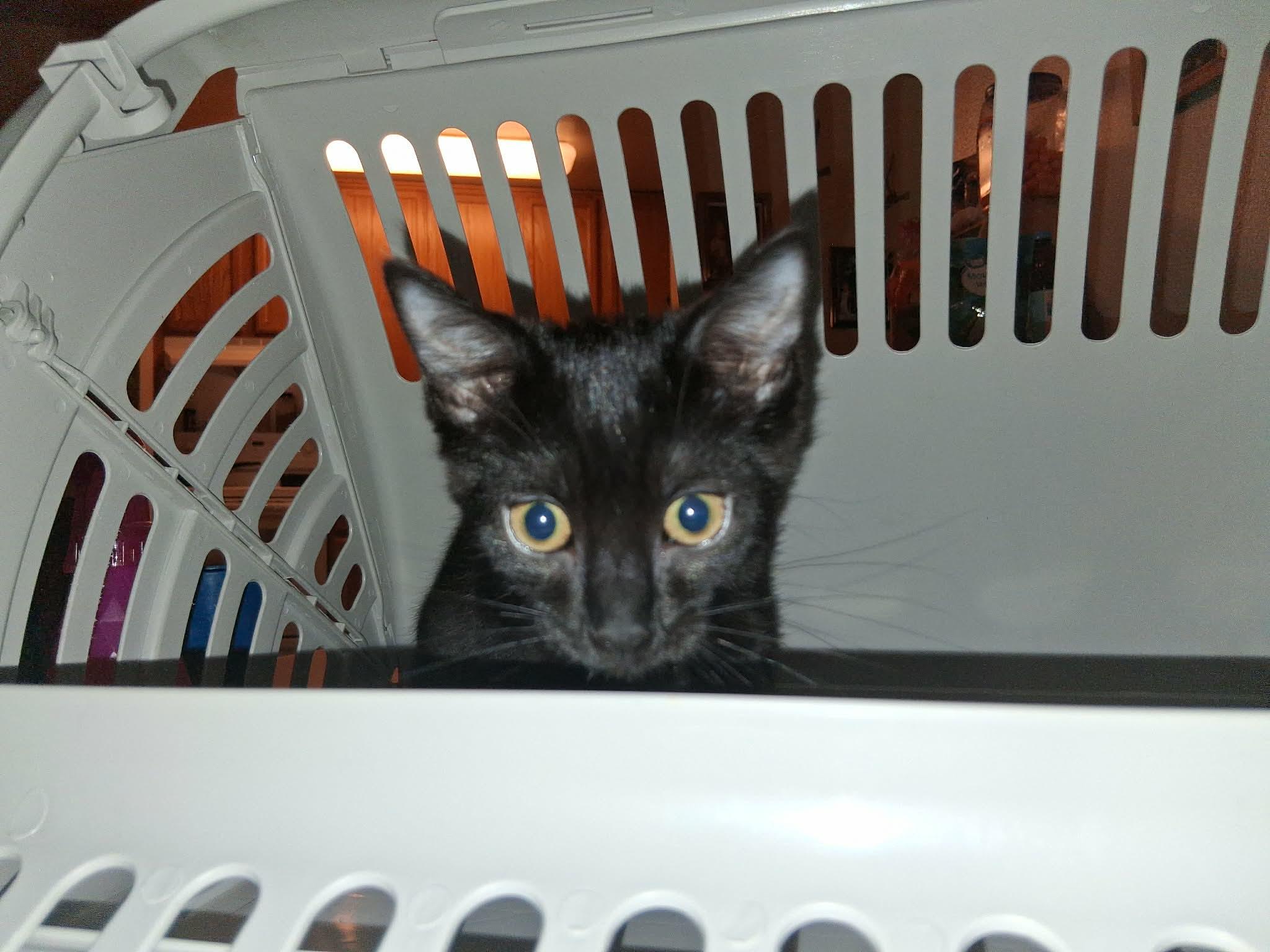 Enlarge Quincy, a Adoptable Domestic Short Hair in Denver, CO image 1/5