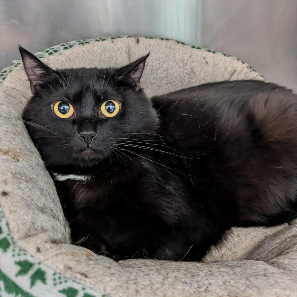 Tuttle, a Adoptable mixed breed in Kodiak, AK image 1/4