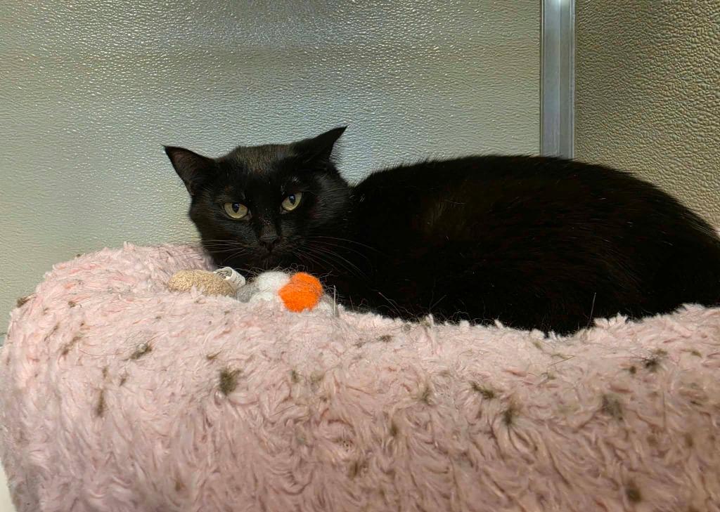 Enlarge Tuttle, a Adoptable mixed breed in Kodiak, AK image 2/5