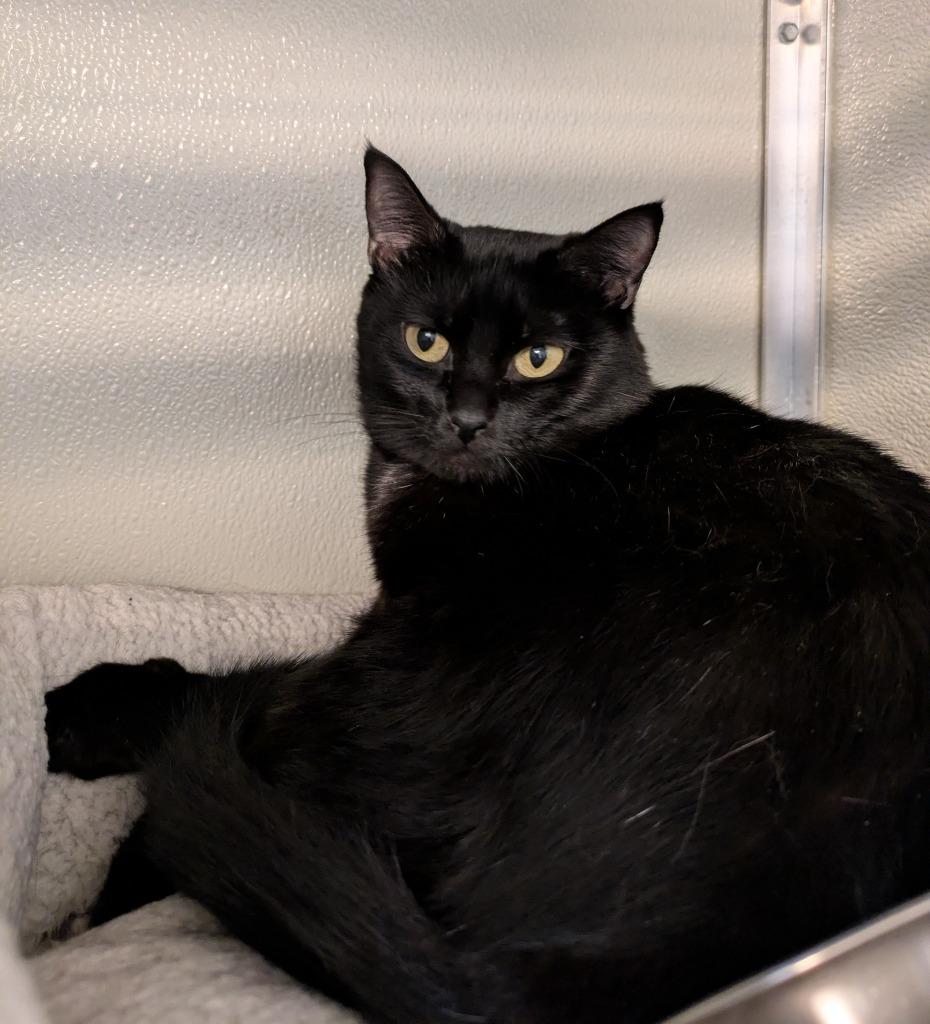 Tuttle, a Adoptable mixed breed in Kodiak, AK image 4/4