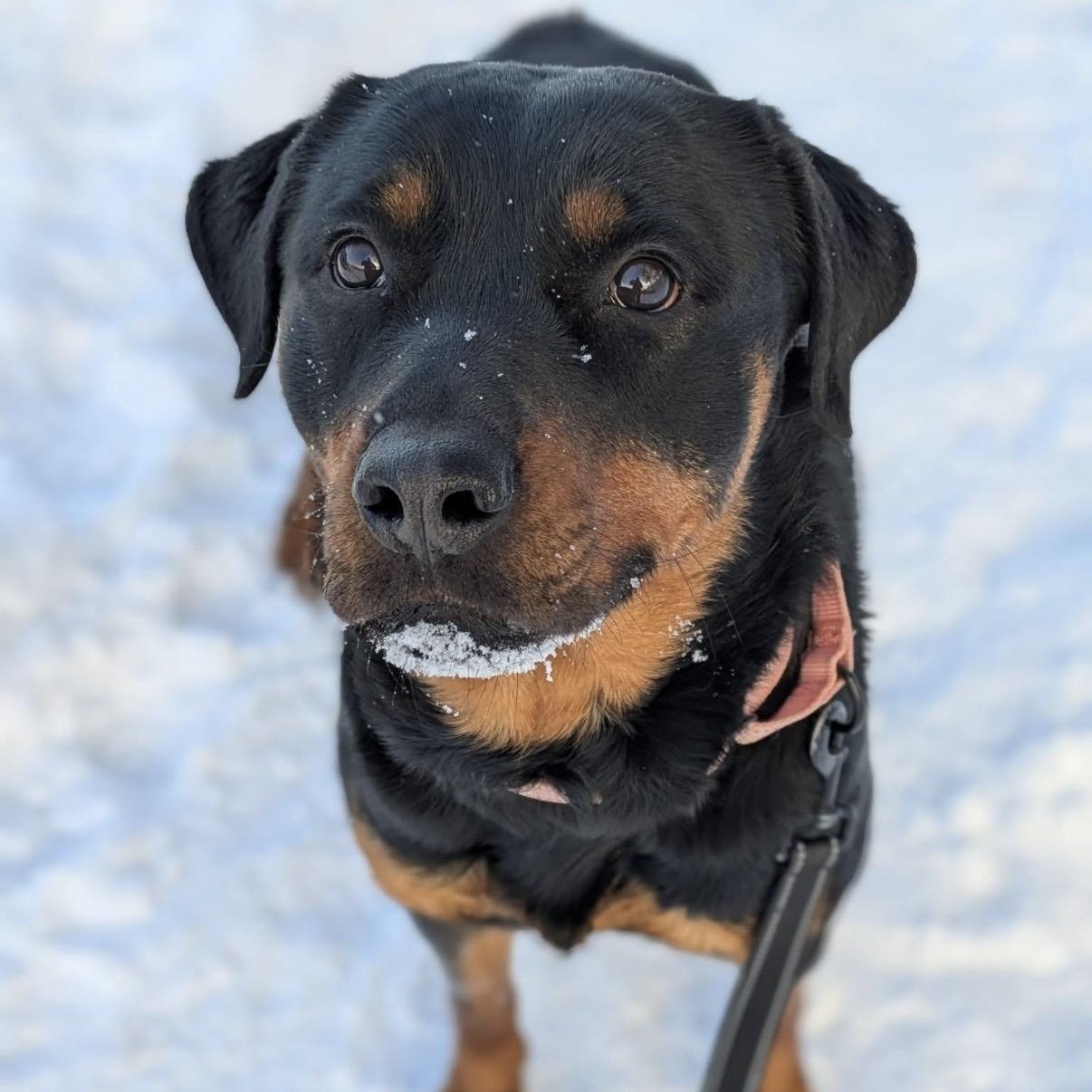 Remi, an adoptable Rottweiler in Syracuse, NY image 2/2
