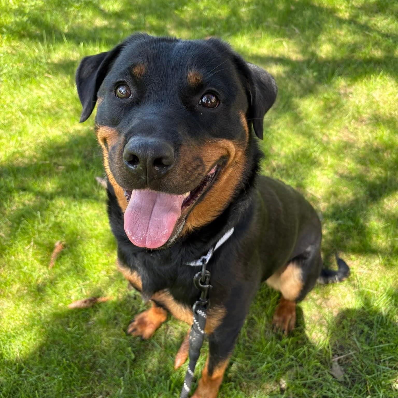 Remi, adoptable, Adult Female Rottweiler.