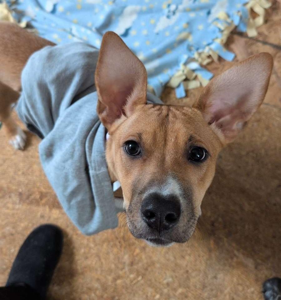 Bella May, an adoptable Mixed Breed in Midland, MI, 48641 | Photo Image 2