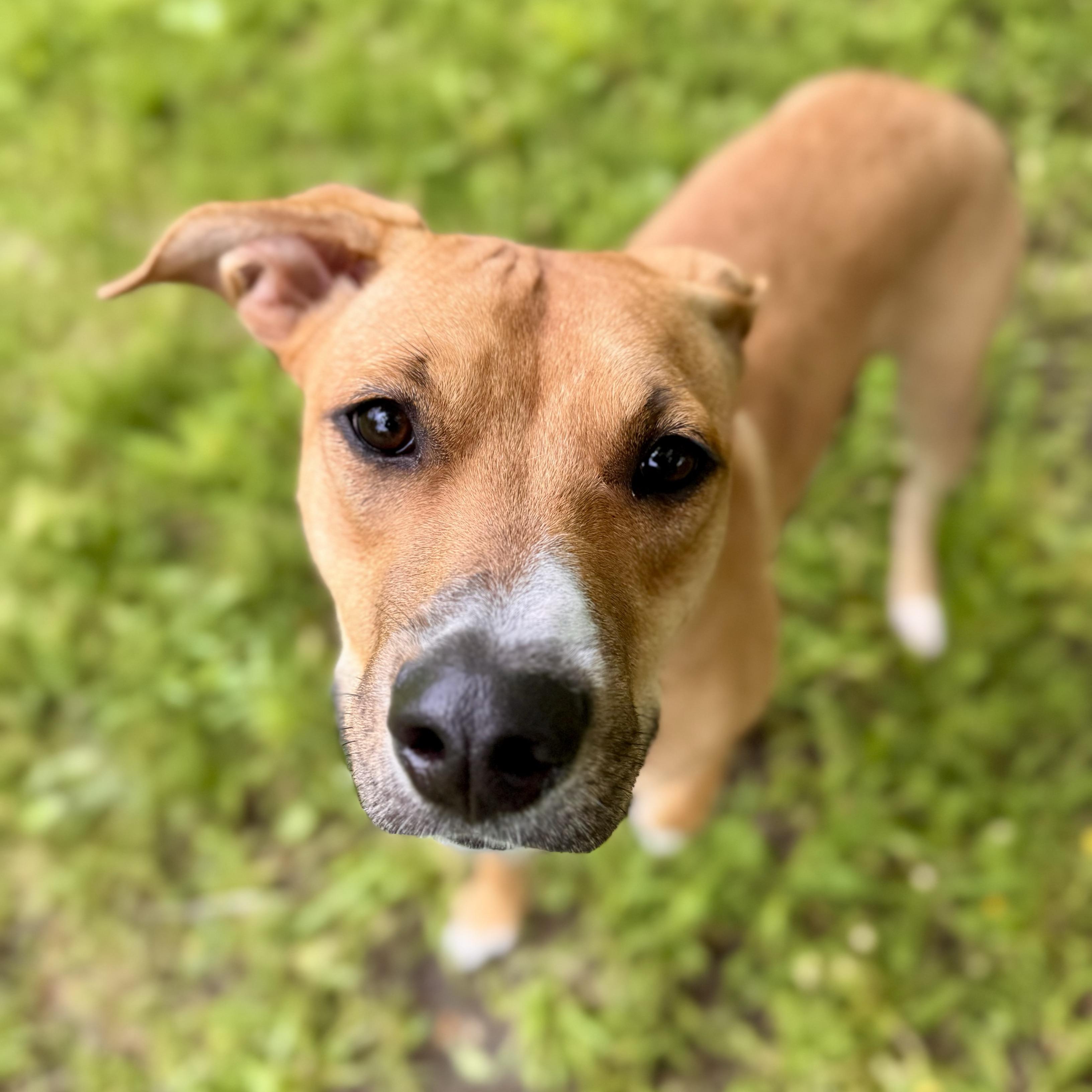 Bella May, an adoptable Mixed Breed in Midland, MI, 48641 | Photo Image 3