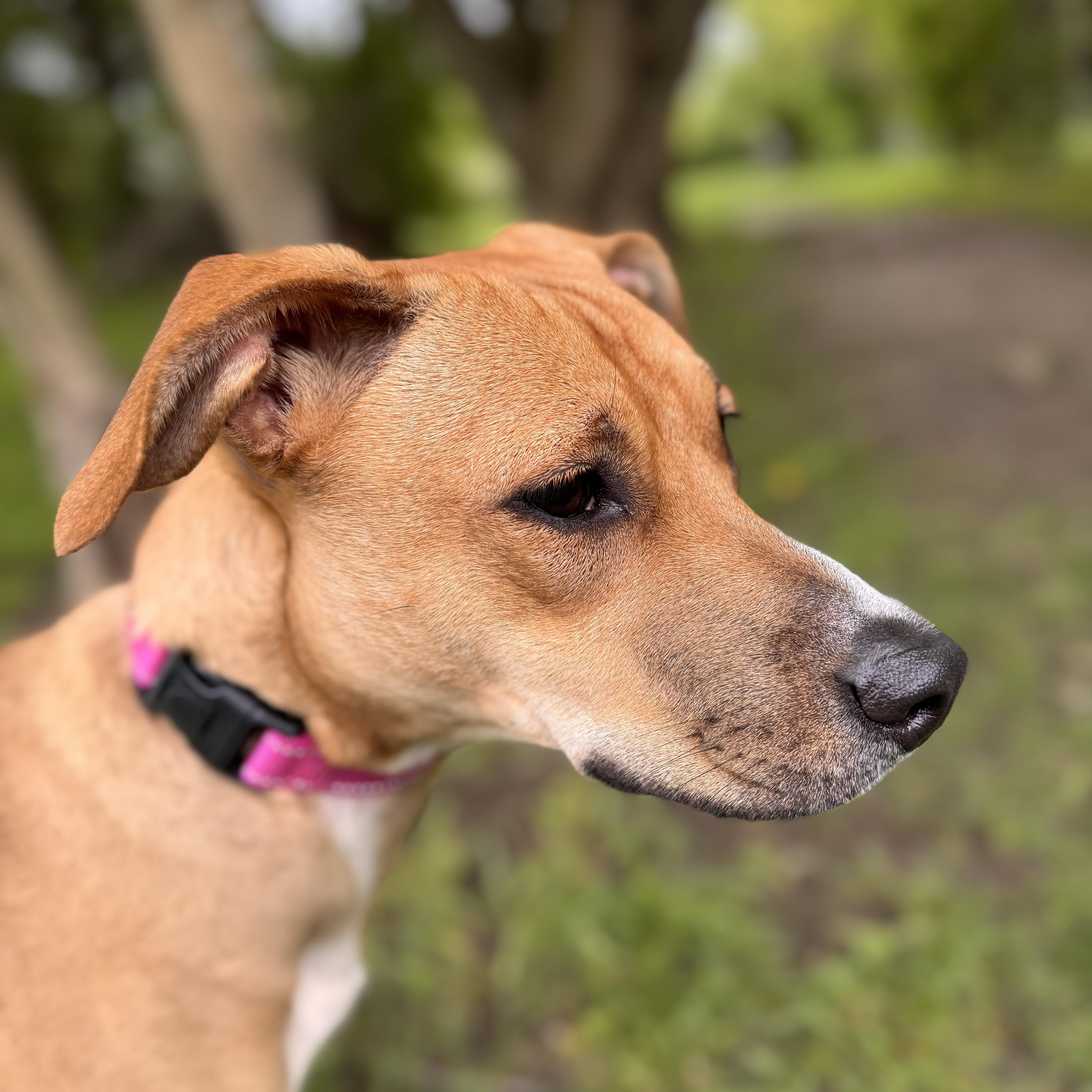 Bella May, an adoptable Mixed Breed in Midland, MI, 48641 | Photo Image 5