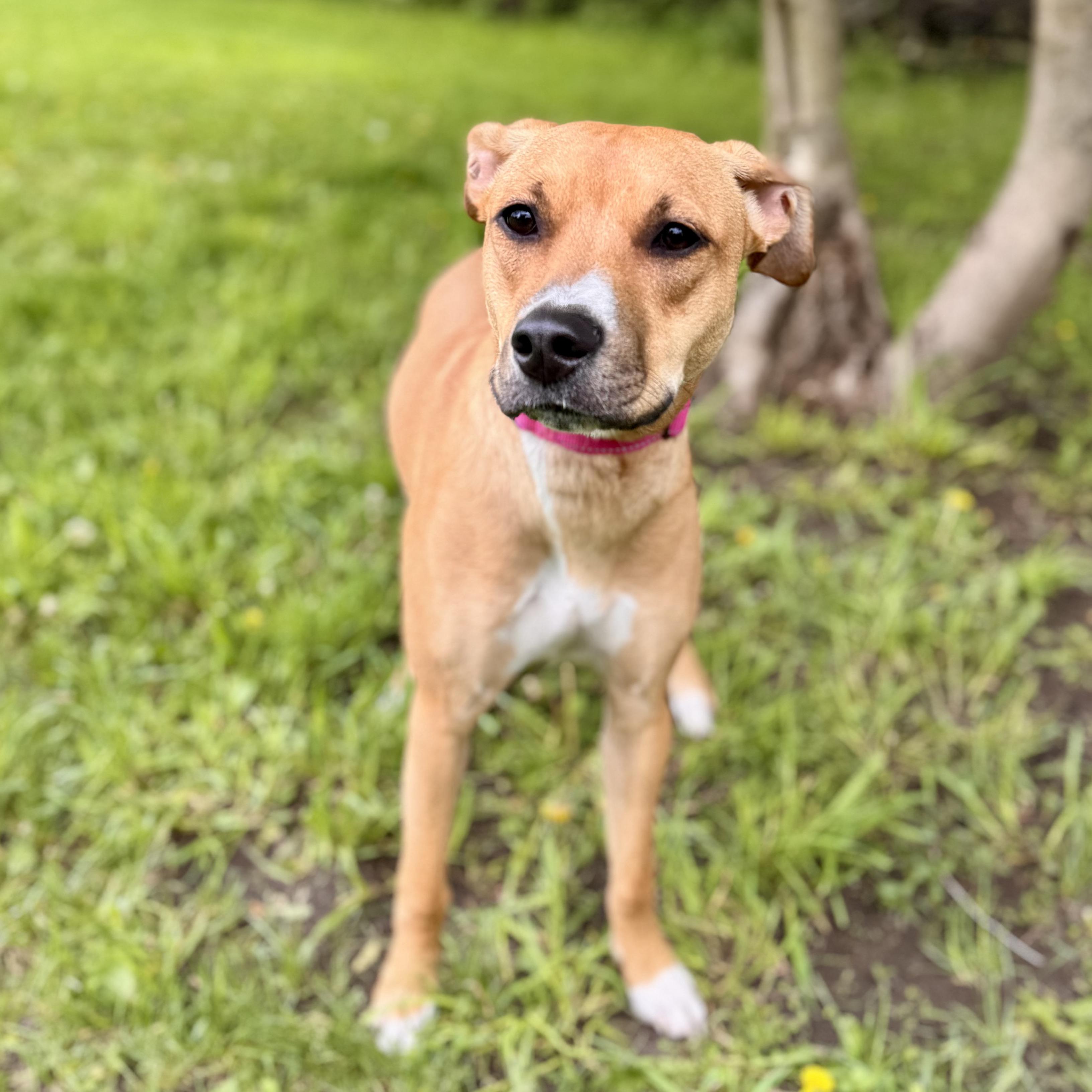 Bella May, an adoptable Mixed Breed in Midland, MI, 48641 | Photo Image 1