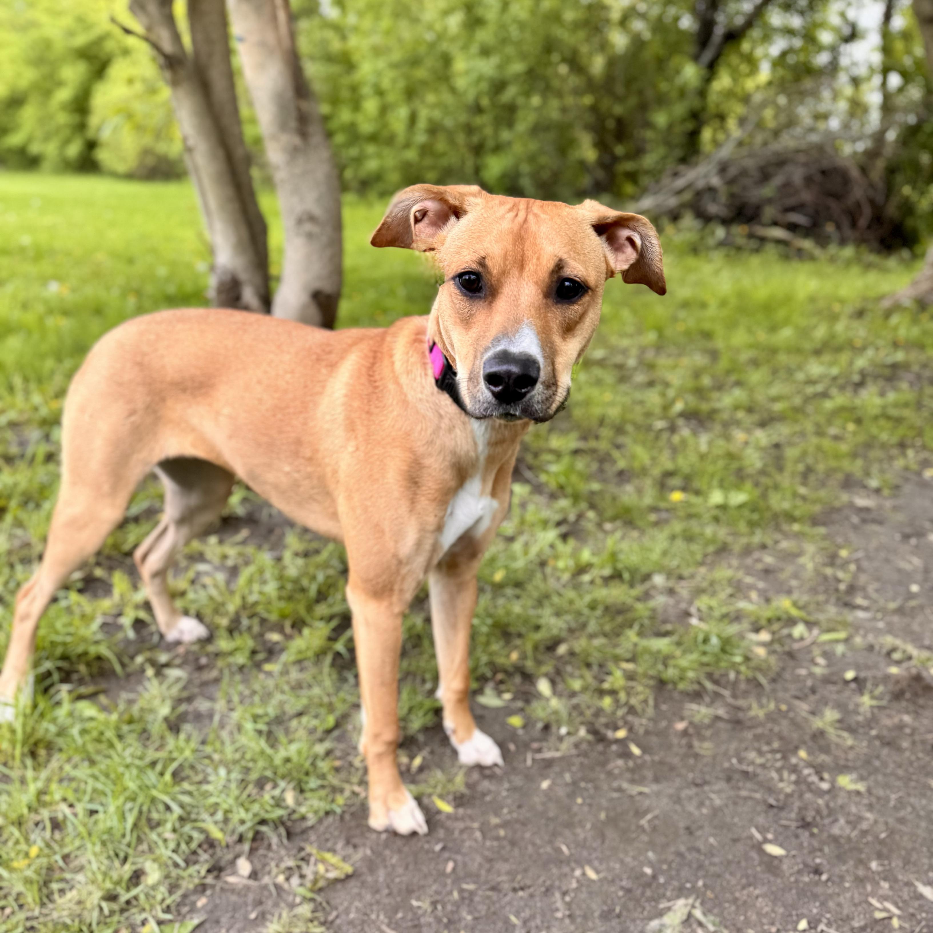Bella May, an adoptable Mixed Breed in Midland, MI, 48641 | Photo Image 6