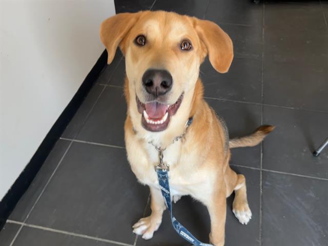 CHAVO, Adoptable, Young Male Hound & Siberian Husky.