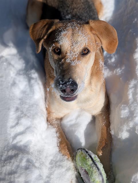 CHAVO, Adoptable, Young Male Hound & Siberian Husky.