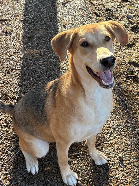 Enlarge CHAVO, a Adoptable mixed breed in Toronto, ON image 1/1