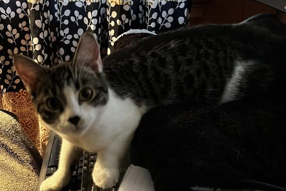 Enlarge Veronica (8 month old kitten), a Adoptable mixed breed in Littleton, CO image 2/4