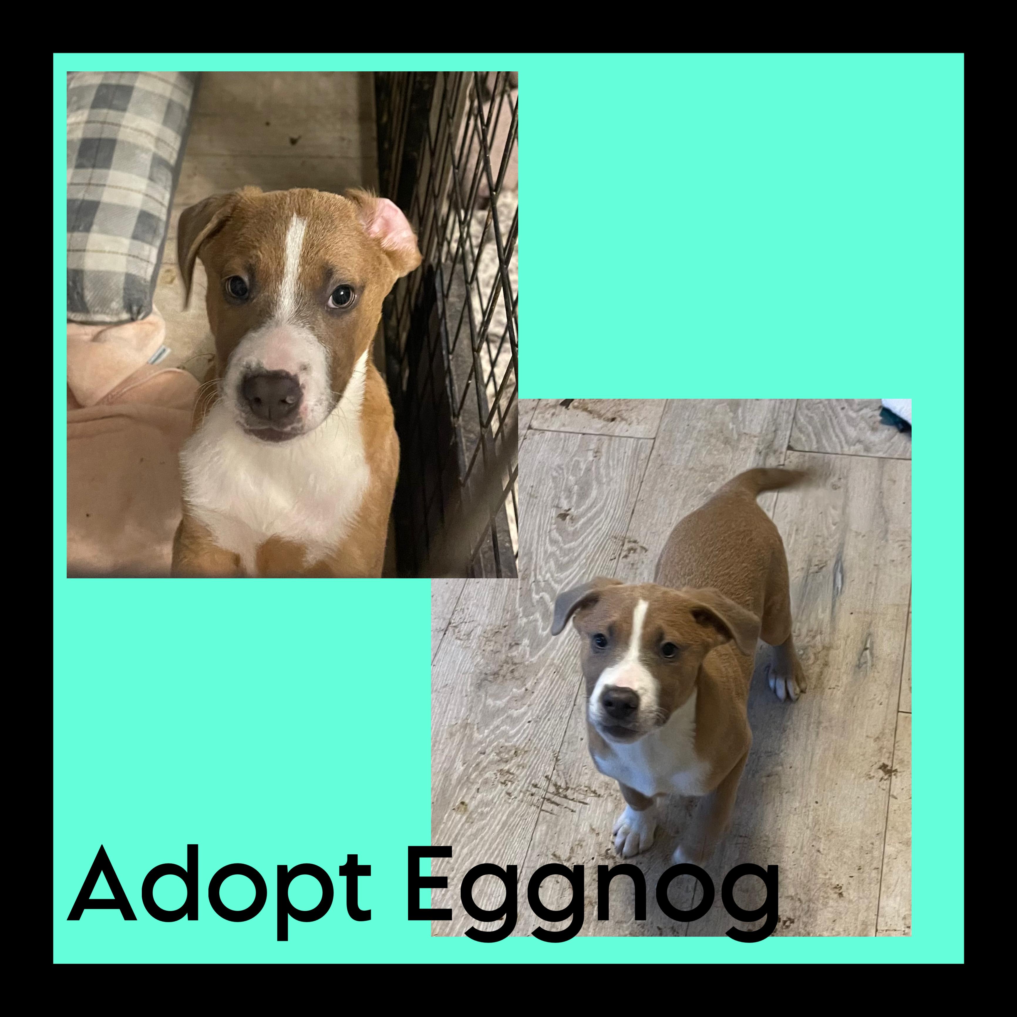 Enlarge Eggnog, a Adopted mixed breed in Eureka, MO image 1/1
