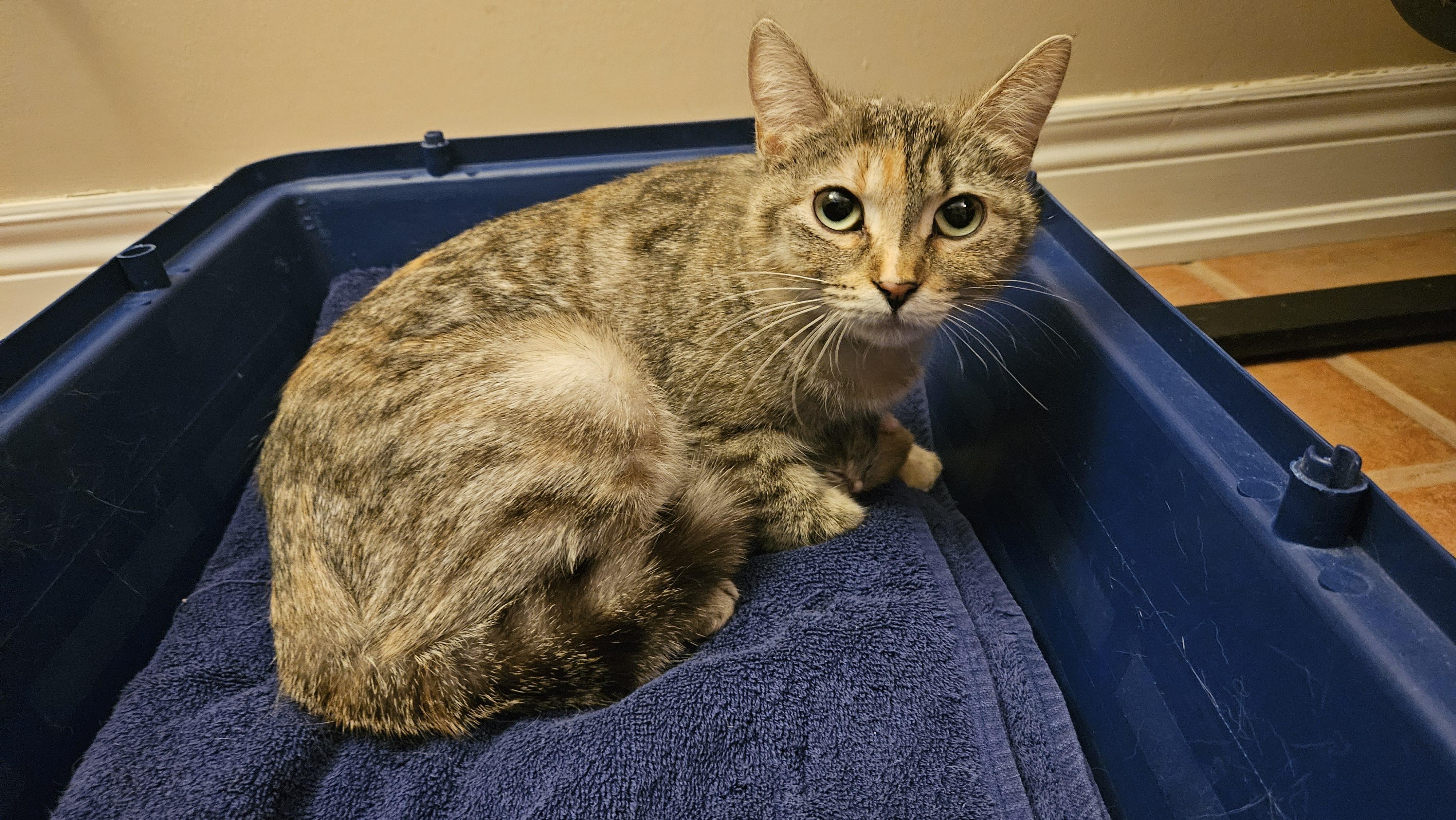 Felicity, ADOPTABLE, Adult Female Domestic Short Hair.