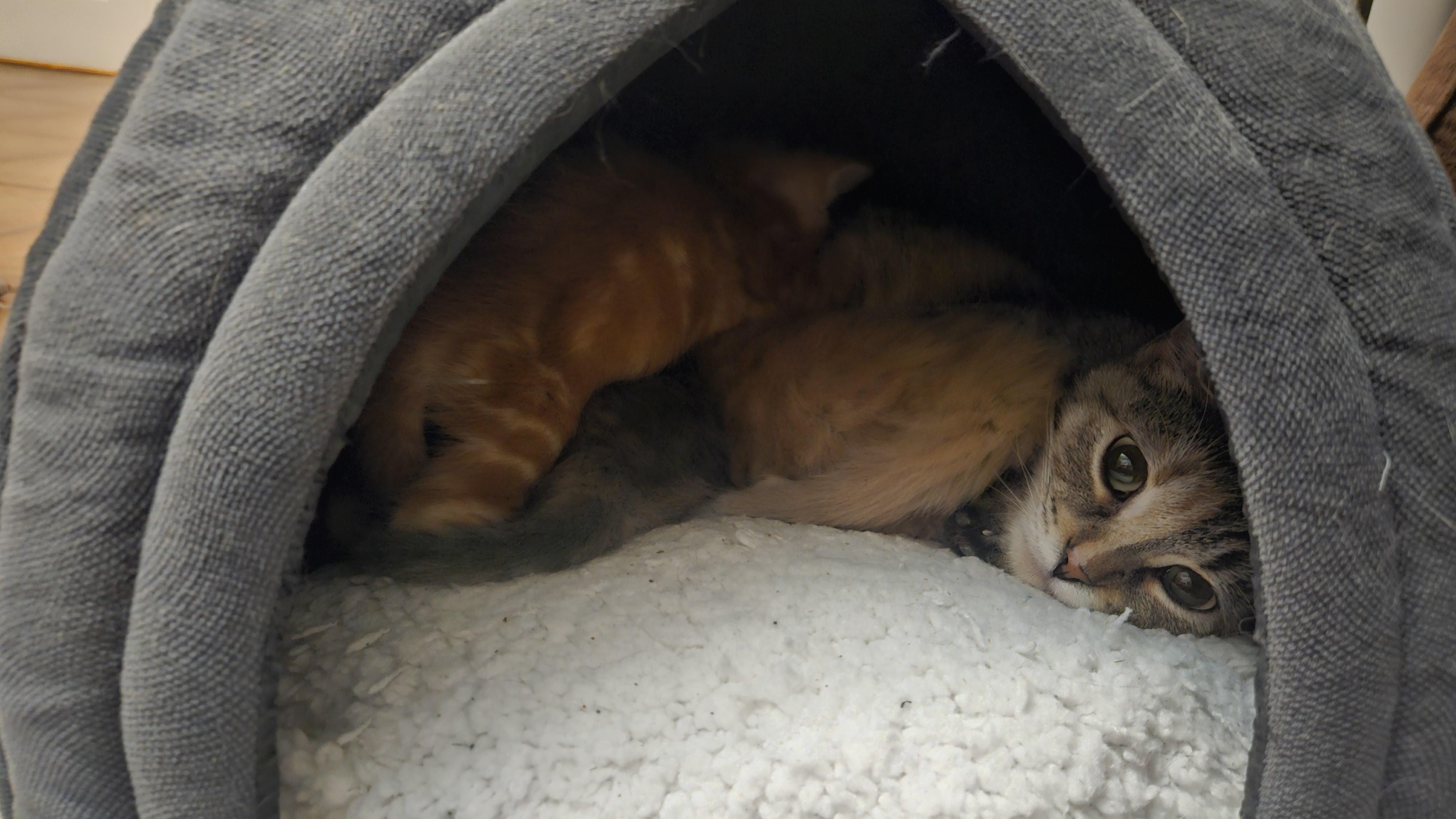 Felicity, a ADOPTABLE Domestic Short Hair in Mississauga, ON image 2/3