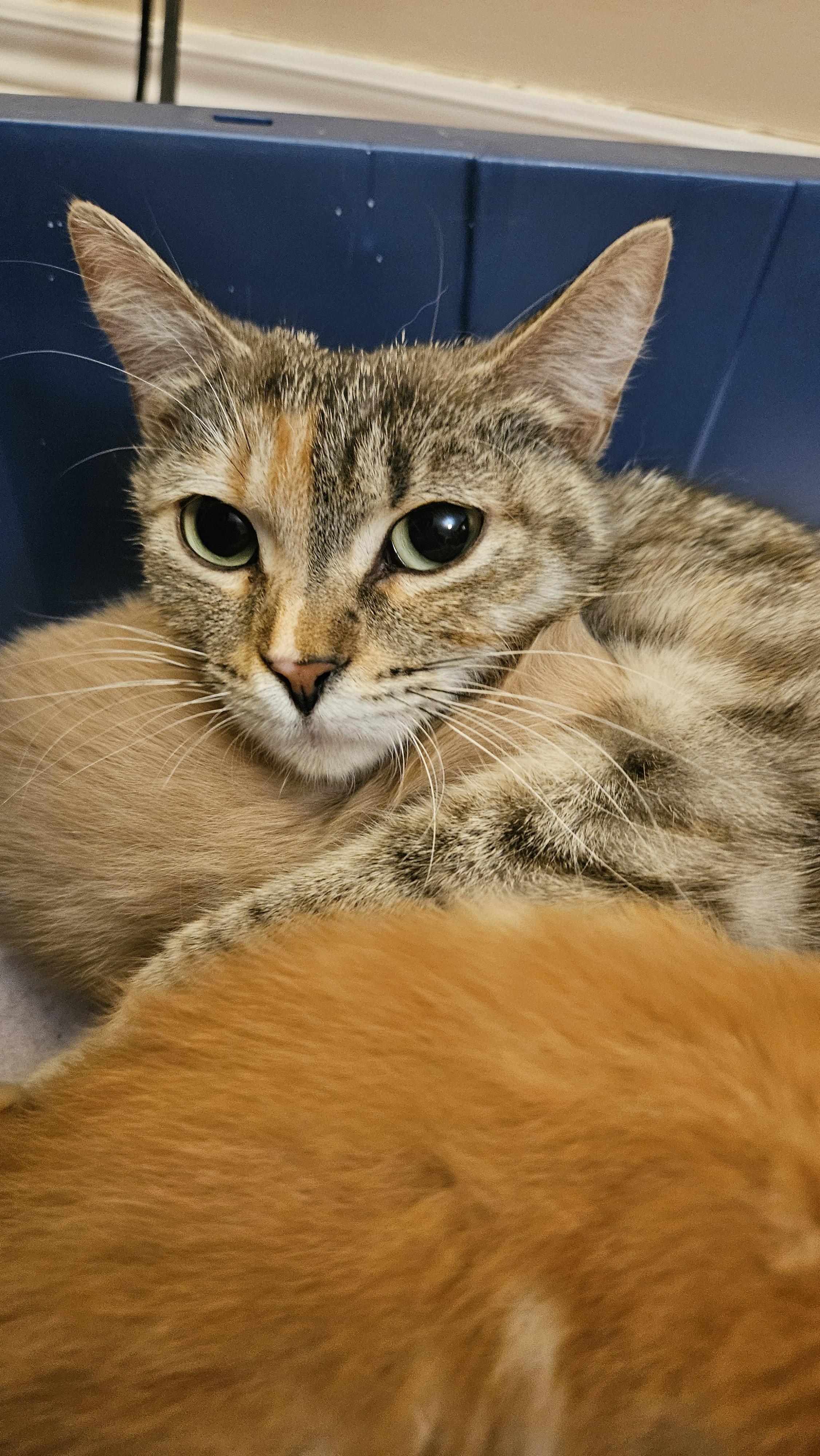 Felicity, ADOPTABLE, Adult Female Domestic Short Hair.