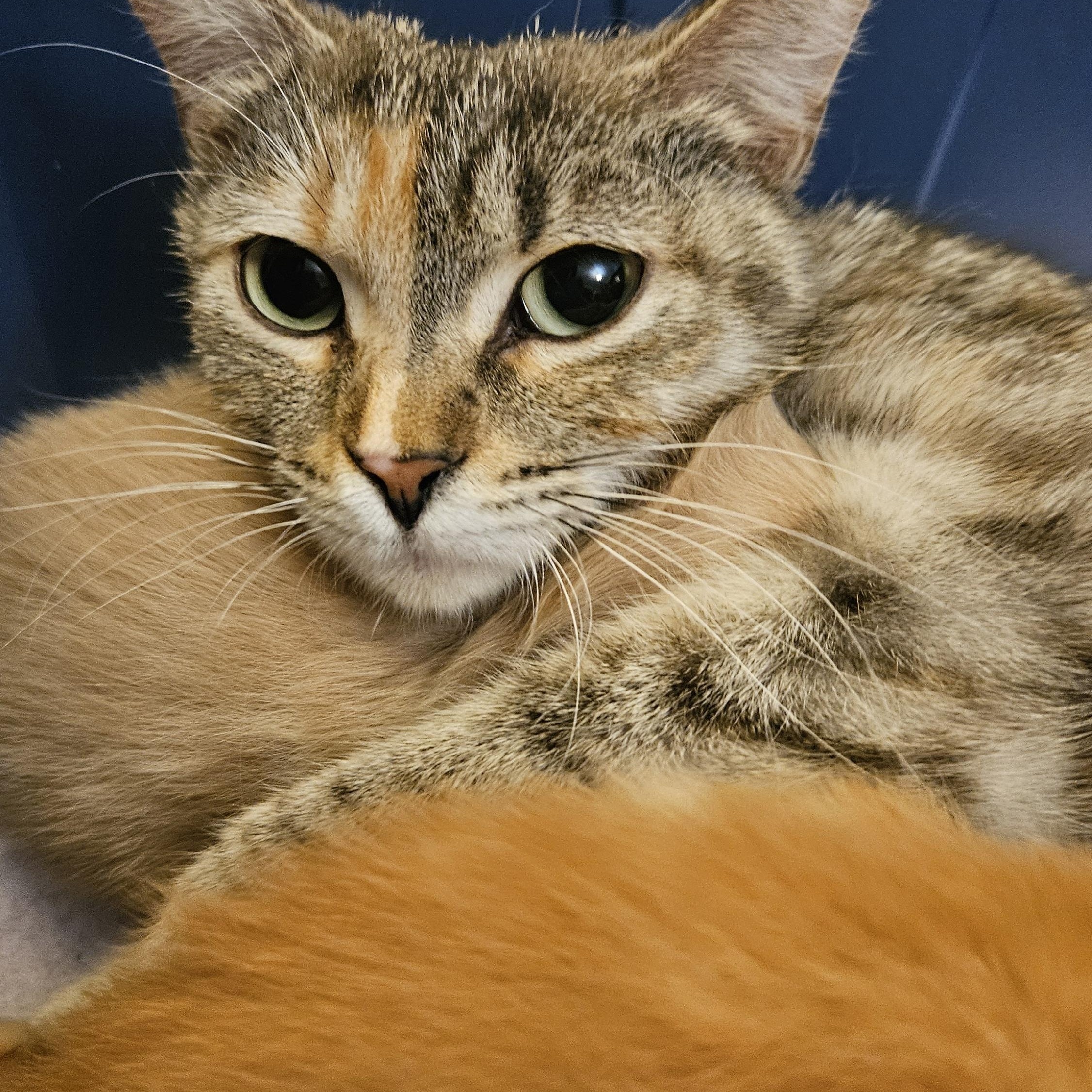 Felicity, a ADOPTABLE Domestic Short Hair in Mississauga, ON image 2/3