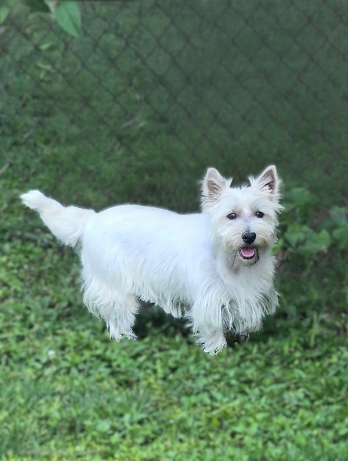 Diamond, a ADOPTABLE West Highland White Terrier / Westie in Bridgeton, MO image 4/4
