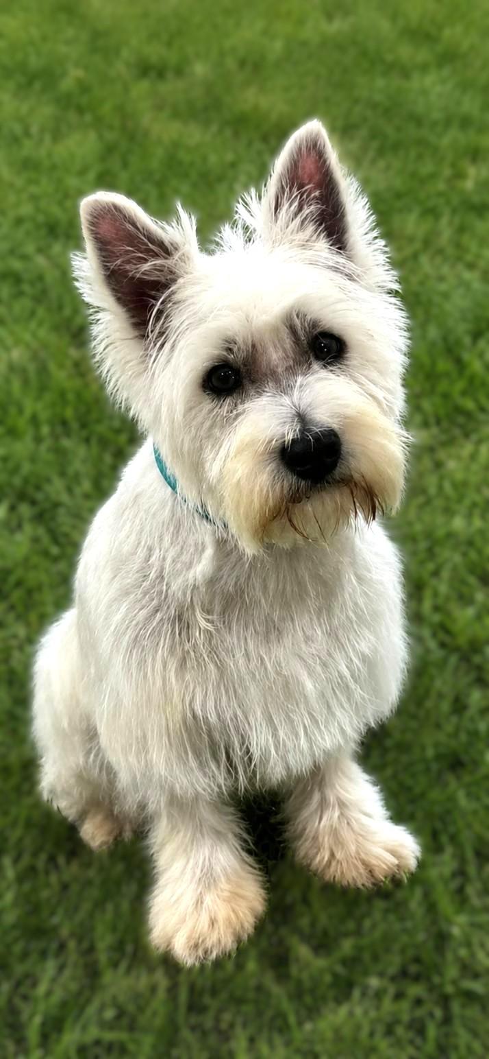 Diamond, a ADOPTABLE West Highland White Terrier / Westie in Bridgeton, MO image 1/4