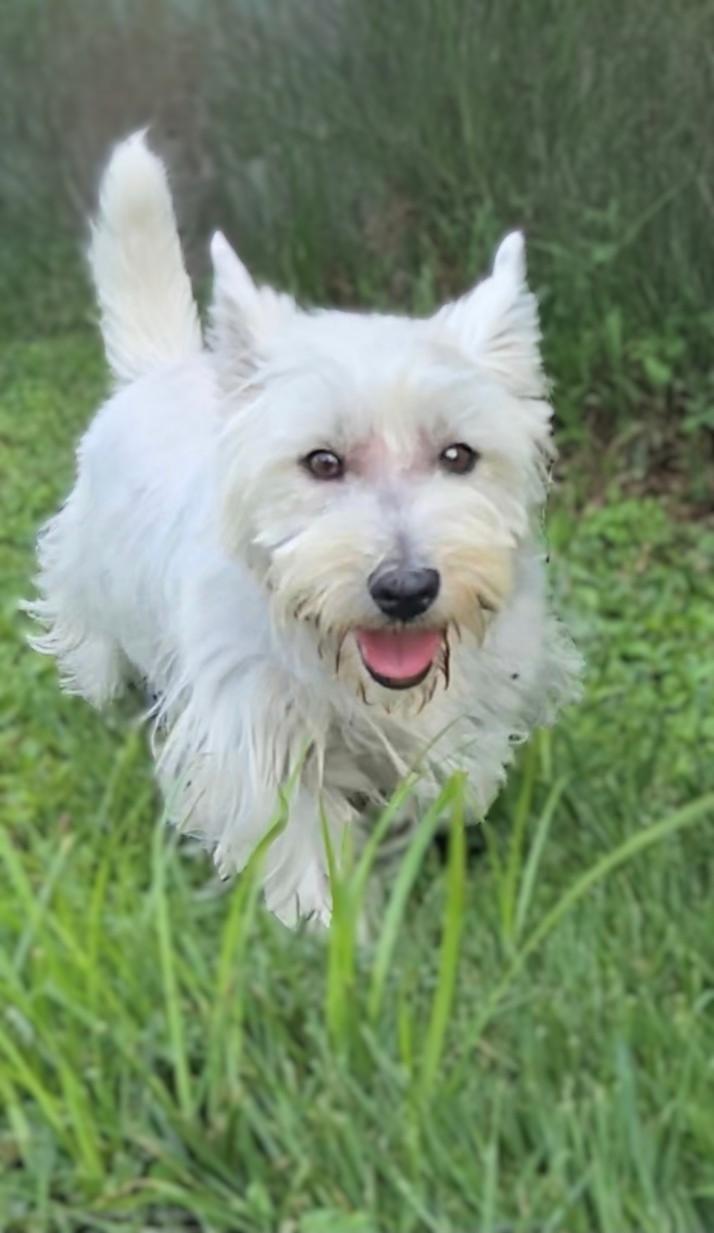 Diamond, a ADOPTABLE West Highland White Terrier / Westie in Bridgeton, MO image 3/4