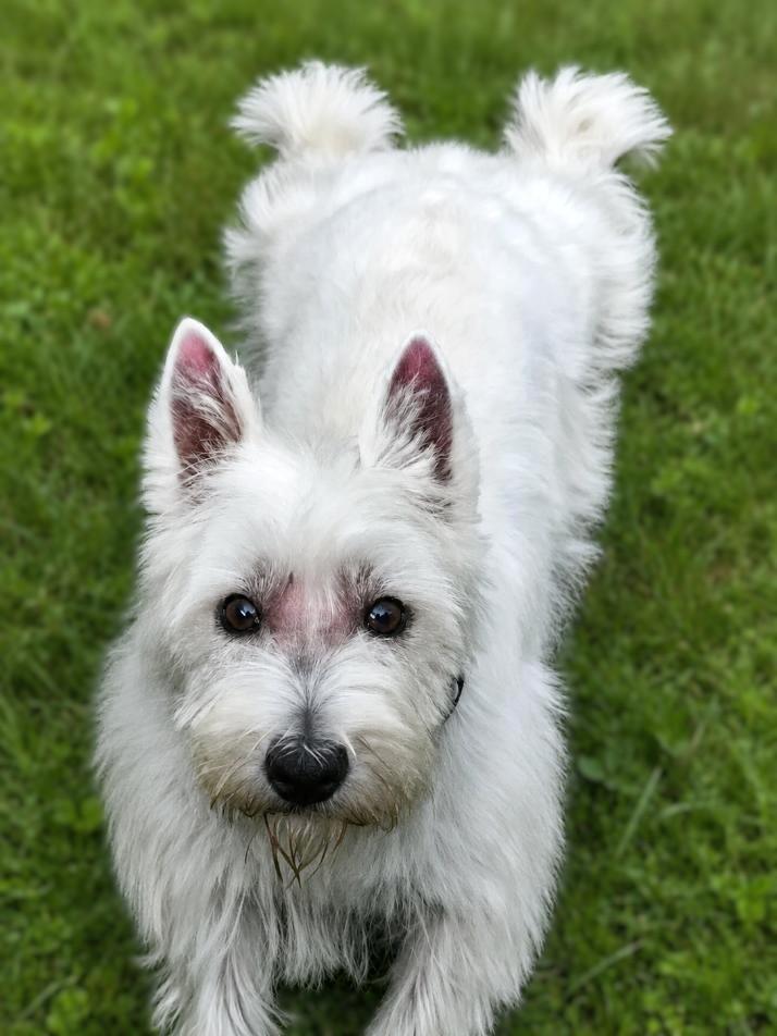 Diamond, a ADOPTABLE West Highland White Terrier / Westie in Bridgeton, MO image 2/4