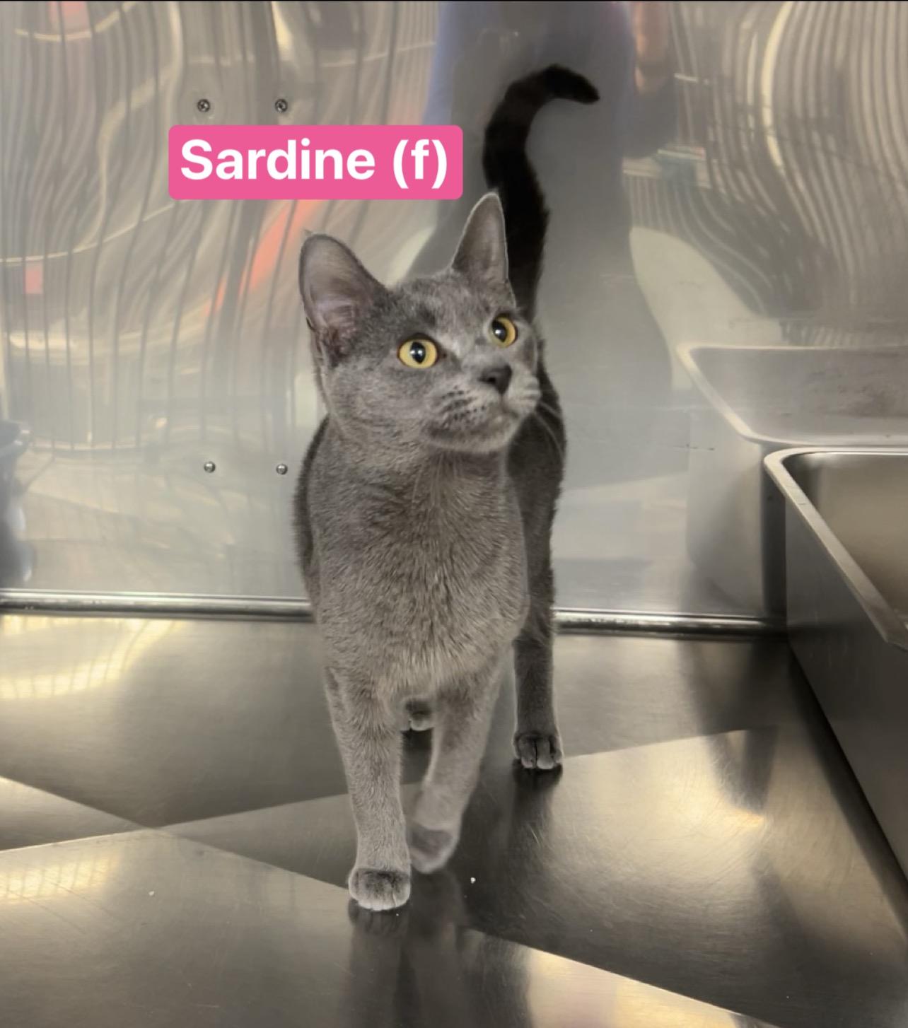 Sardine, adopted, Young Female Domestic Short Hair & Russian Blue.