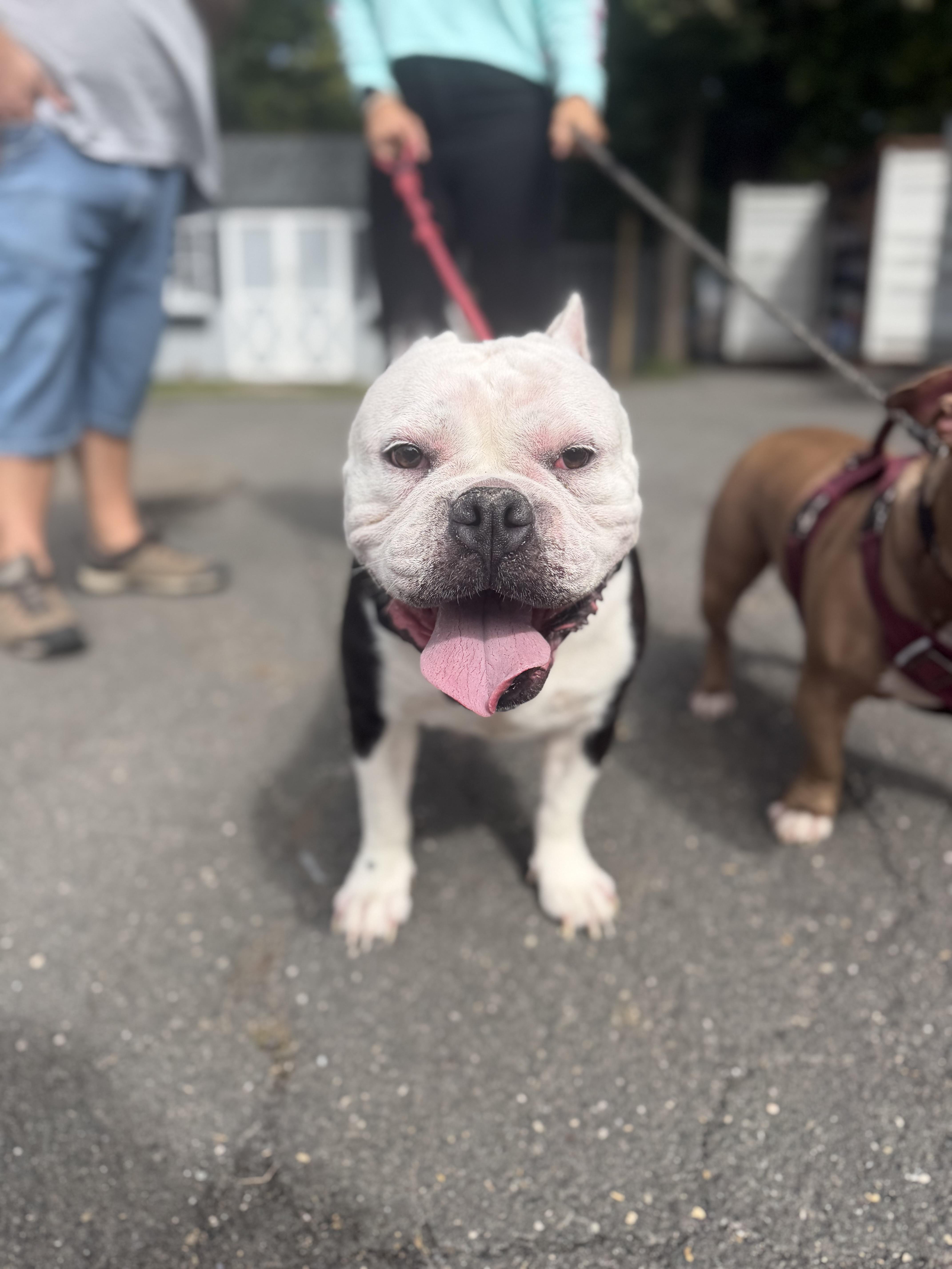 Enlarge Thelma, a Adoptable mixed breed in Mahwah, NJ image 5/6