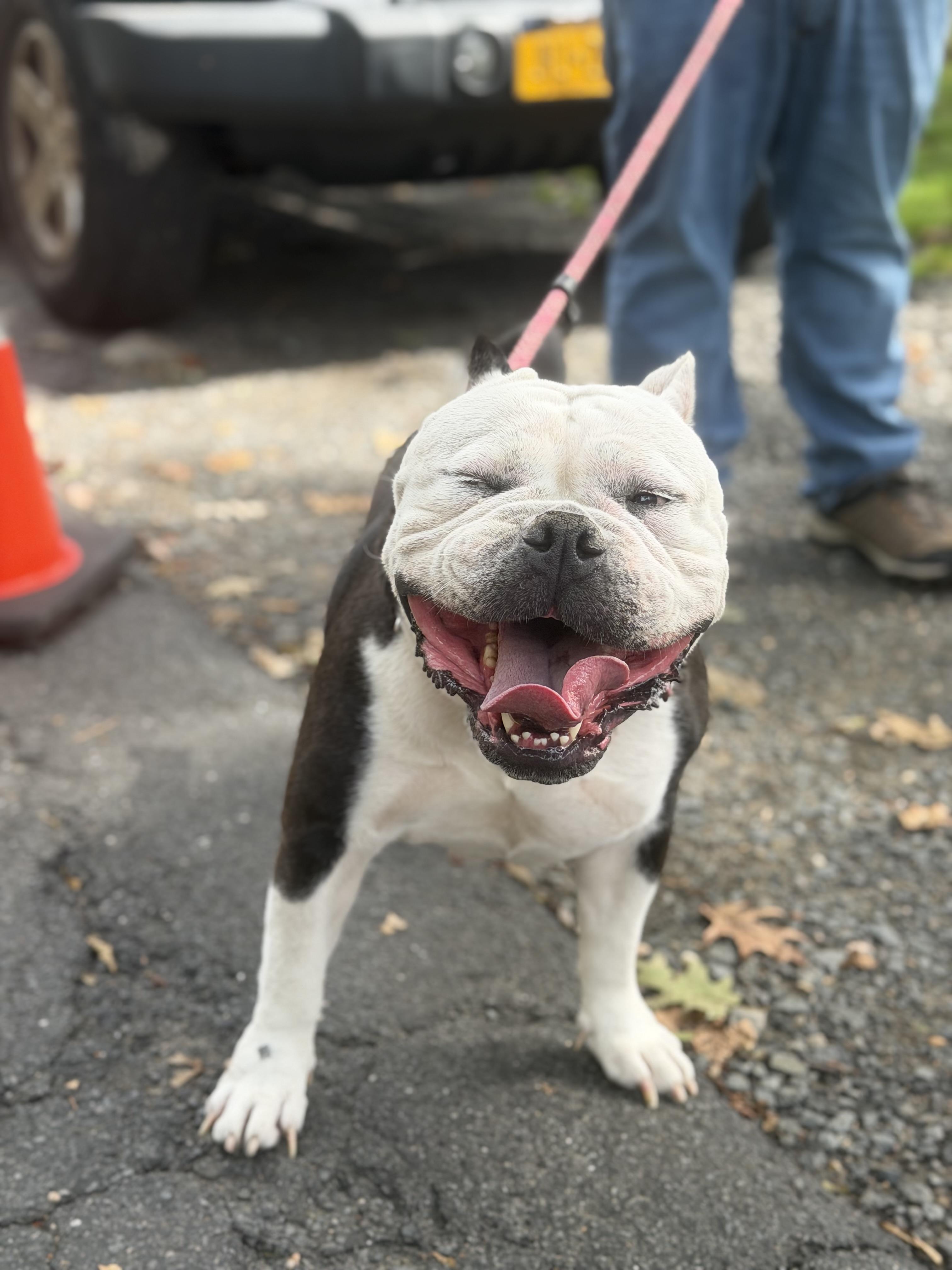 Enlarge Thelma, a Adoptable mixed breed in Mahwah, NJ image 6/6