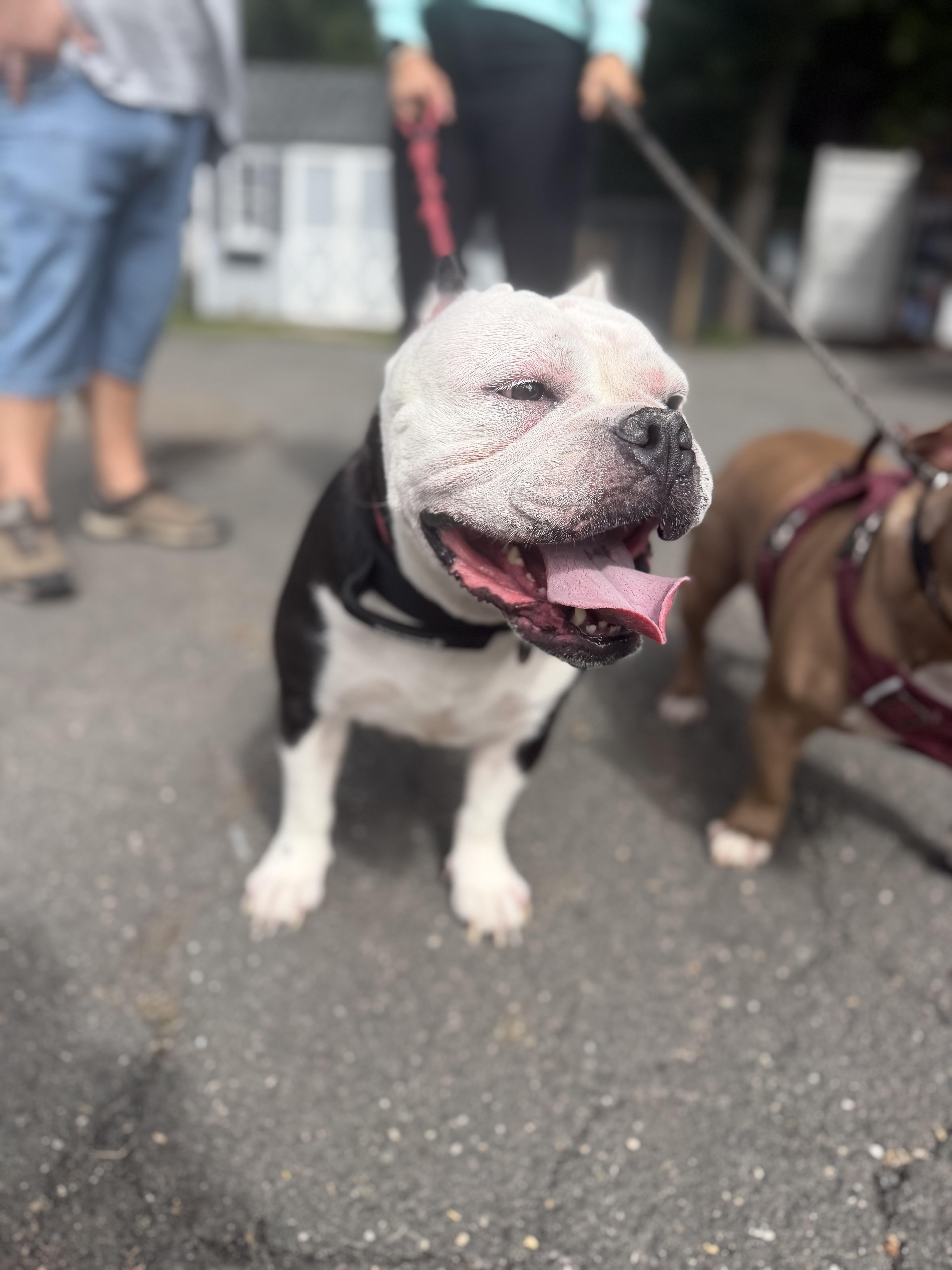 Enlarge Thelma, a Adoptable mixed breed in Mahwah, NJ image 3/6
