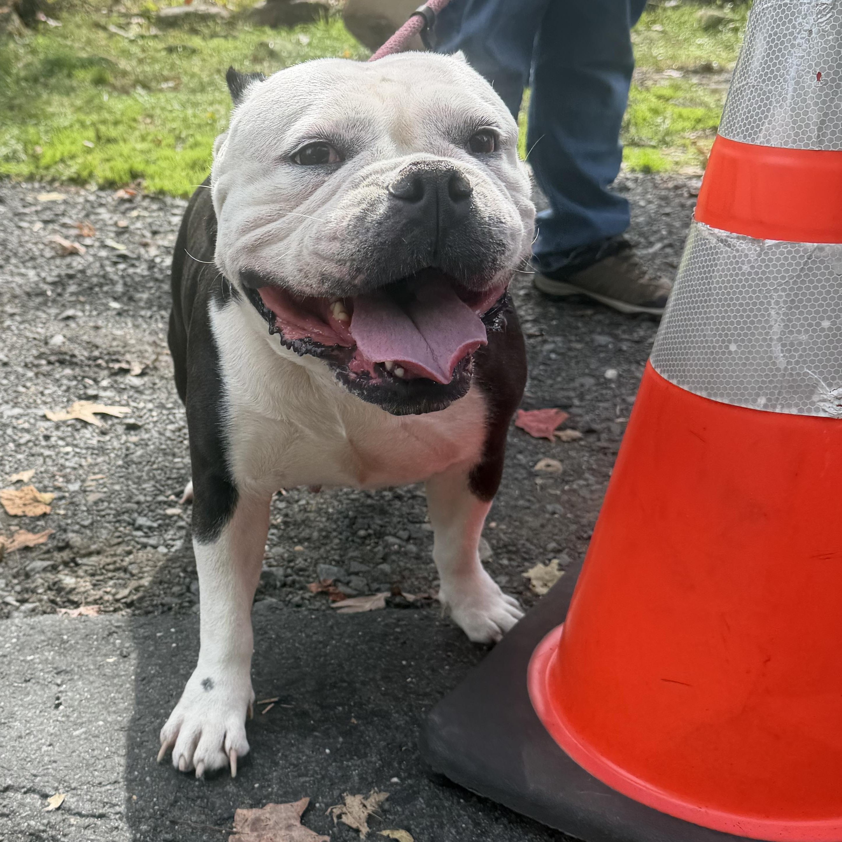 Enlarge Thelma, a Adoptable mixed breed in Mahwah, NJ image 1/6
