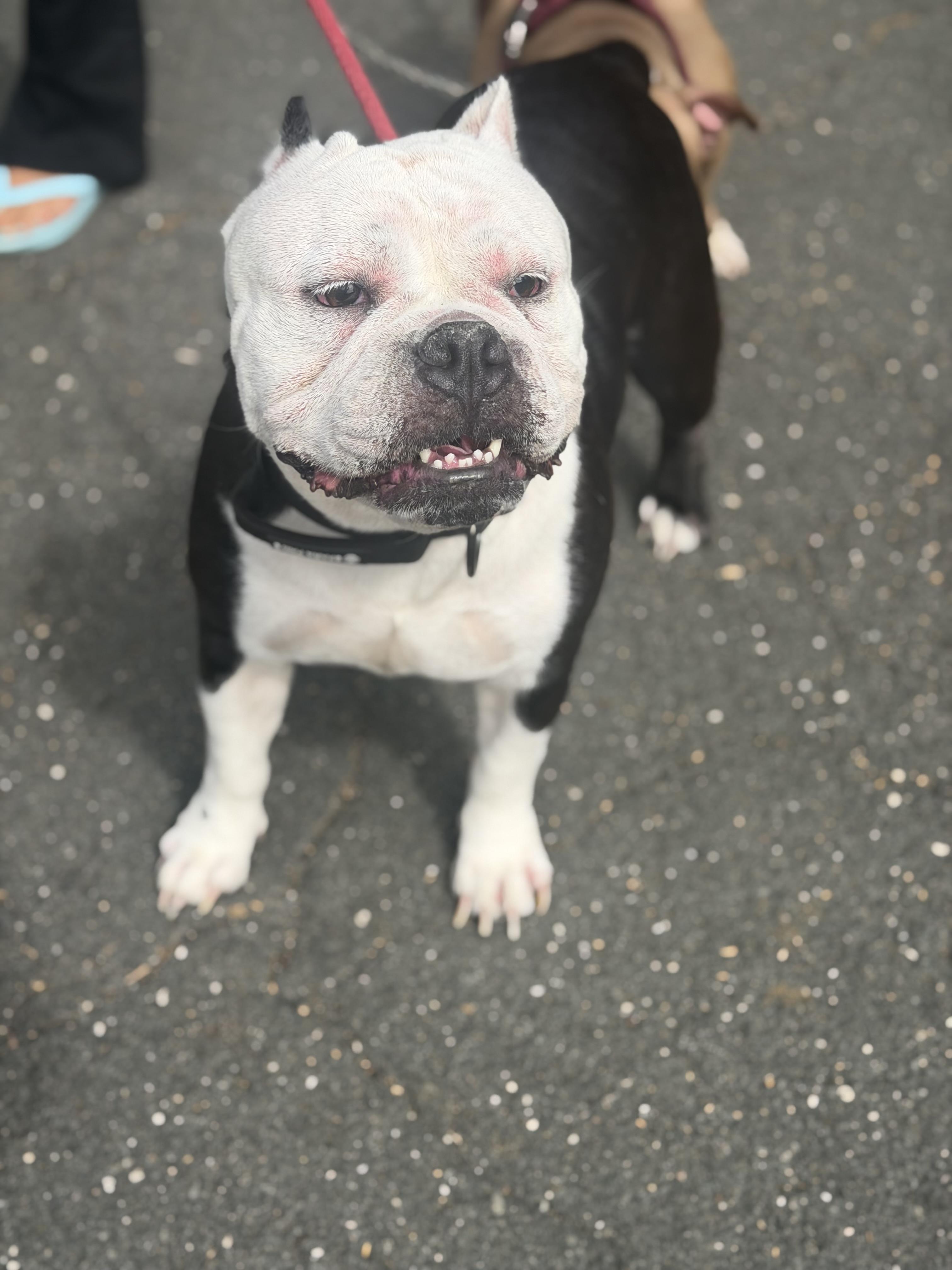 Enlarge Thelma, a Adoptable mixed breed in Mahwah, NJ image 4/6